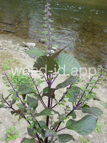 mint, perilla